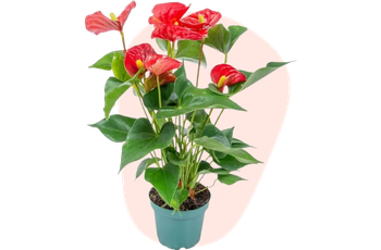 Anthurium rouge en pot vert, plante d’intérieur fleuriste-montauban à Montauban, déco fraîche et colorée