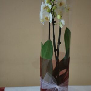 Orchidée en vase