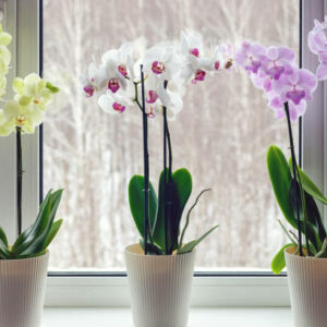 Orchidées